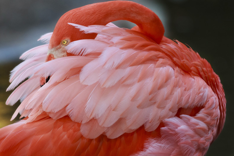 Flamingo Gardens Photos for advertising-hi res 002